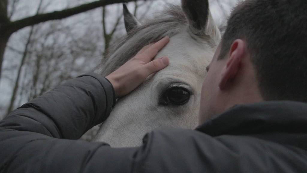 Ostéopathie pour cheval - Bruno Vandoren dans le Brabant Wallon, à Genappe