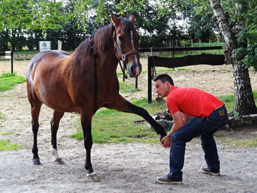Stretching cheval - étirements par un ostéopathe animalier, équin et canin - Bruno Vandoren en Wallonie
